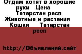 Отдам котят в хорошие руки › Цена ­ 1 - Татарстан респ. Животные и растения » Кошки   . Татарстан респ.